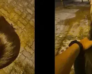 Khi em người yêu nghiện chơi public dừng xe giữa đường để em bú cu doggy – Viet69